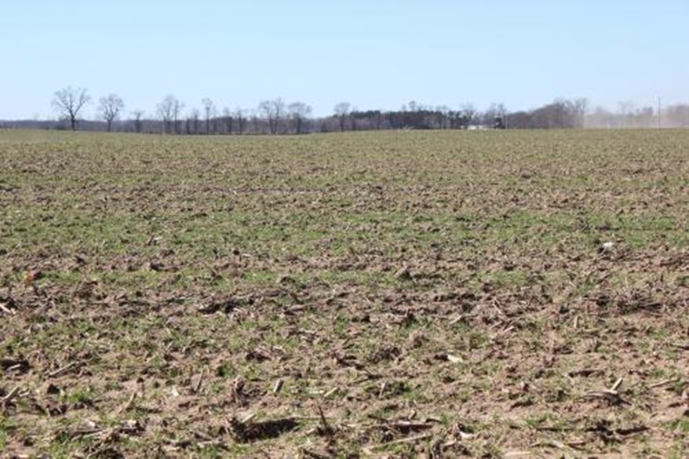 A field of cereal rye with green cover and crop residue helps protect the soil surface from wind erosion under a clear sky.